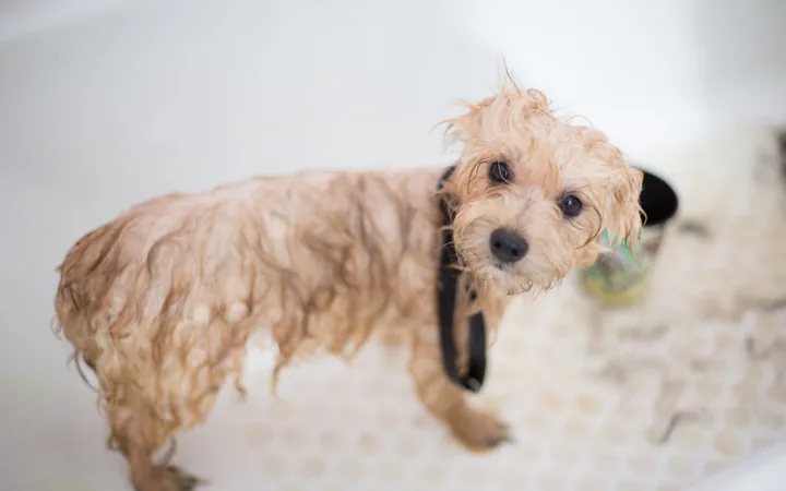 A small dog being bathed